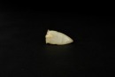 A Pale Green Jade Cicada, Shang Dynasty (c. 1600 BC- c. 1045 BC) - 2