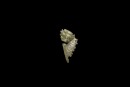 A Rare Archaic Celadon Jade Beast-Head Pendant, Shang Dynasty