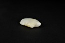 A Celadon Jade Turtle, Shang Dynasty (circa 13th&ndash;11th Century BC) - 5