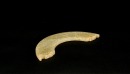 A Carved Jade Crescent Pendant with Dragon Motifs (Huang) Western Zhou Dynasty - 3