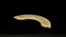 A Carved Jade Crescent Pendant with Dragon Motifs (Huang) Western Zhou Dynasty - 4