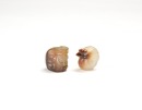 A Jade Tube Bead With Taotie Mask Motif And A Coiled-Dragon Pendant. Shang Dynasty. - 4