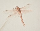 Gao Jianfu (1879-1951) Dragonfly And Orchid Ink And Color On Paper - 2