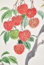 Ring Shushi (1903-1996) Ink And Color On Paper - 5