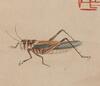 Qi Baishi (1864-1957) Grasshopper -Zhang Daqian (1899-1983) Calligraphy - 5