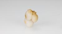 Qing- A White Jade Carved Fruit
