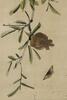 Qi Baishi(1864-1957) - 3