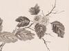 Pu Ru (1896-1963) Ink On Paper, Hanging Scroll, Signed And Seals - 4