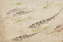 Korean - A Two Page Painting - 9