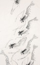 Qi Baishi (1864-1957) - 4