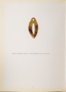 Hongshan Culture (c.4700 - 2900 BC) - 8